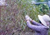 Dân làng đào Nhật Tân tất bật tuốt lá để đào nở đúng tết
