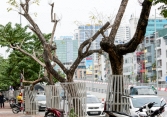 Cây phong lá đỏ, cây sưa ở Hà Nội ngày càng héo khô