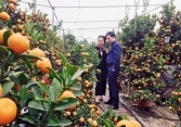Cánh đồng quất Hà Nội tấp nập khách ngày cận kề Tết Tân Sửu
