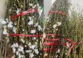 Bạch đào có bông trắng muốt như tuyết được nhiều người lùng mua chơi Tết Tân Sửu 2021