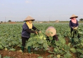 'Lao đao' su hào, bắp cải Bắc Ninh