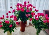 Hoa hồng lại rớt giá, bán rẻ như cho