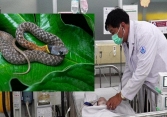 Bé 15 tháng tuổi tử vong sau 2 ngày bị rắn cổ đỏ cắn