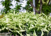 Hoa loa kèn đầu mùa từ vườn ra phố
