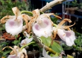 Công an Hà Nội vào cuộc xác minh thông tin chủ vườn lan đột biến ôm hàng chục tỷ bỏ trốn