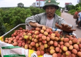 Vải thiều Hải Dương sẽ được bán trực tuyến trên các sàn thương mại điện tử