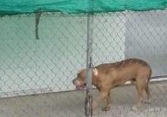 Chó Pitbull cắn chết người, chủ can ngăn cũng bị tấn công