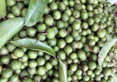 Sấu non đầu mùa chỉ còn 40.000 đồng/kg