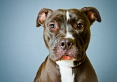 Những nước cấm nuôi giống chó Pitbull