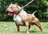 Vụ chó Pitbull cắn chết người: Người nuôi có thể phải chịu trách nhiệm hình sự 