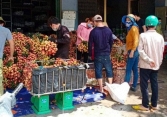 Thông tin vải Lục Ngạn bị thương lái thu mua ép giá còn 2.000 đồng/kg là sai sự thật