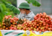  Bắc Giang thiếu khoảng 5.000 lao động thu hoạch vải