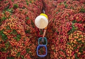 Vải thiều Việt Nam 'sốt' trên thị trường quốc tế, giá bán có thể lên tới 550k/kg