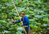 Chủ đầm sen hồ Tây bán hàng nghìn bông mỗi ngày