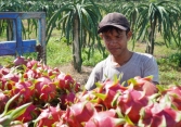 Gỡ khó tiêu thụ cho hàng triệu tấn nông sản Nam Bộ, Tây Nguyên