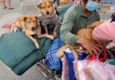 Cà Mau yêu cầu báo cáo vụ tiêu hủy 13 con chó của người về quê