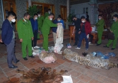 Tạm giữ chủ tịch xã giết hổ nấu cao, thu giữ 1 xác hổ và nhiều nội tạng động vật quý hiếm đông lạnh