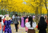 Đóng cửa con đường hoa vàng phong linh đang gây 'sốt' ở Hà Nội