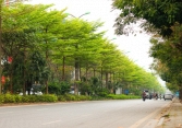 Ngắm vẻ đẹp của những con đường Thủ đô trong thời điểm giao mùa