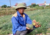 3 thiếu niên phá ruộng dưa của lão nông được bảo lãnh để về thi tốt nghiệp THPT