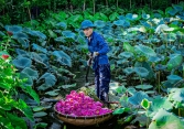 Sen Hồ Tây cuối vụ, hoa to cánh dày, không đủ cho khách đặt mua