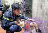 Bức ảnh chiến sĩ cứu hỏa Đỗ Đức Việt bên chú chó gây xúc động