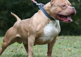 Tiêu hủy chó Pitbull cắn chủ tử vong