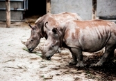 6 con tê giác hai sừng nhập khẩu từ châu Phi chết đồng loạt