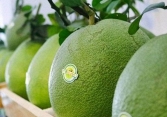 Để được nhập khẩu vào Hoa Kỳ, trái bưởi tươi của Việt Nam cần đáp ứng những tiêu chuẩn gì?