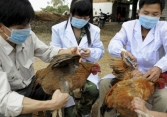 Bé gái 5 tuổi ở Phú Thọ nhiễm cúm A/H5N1