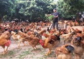 Bộ NN-PTNT ra công điện khẩn đề nghị các địa phương kiểm soát dịch cúm gia cầm