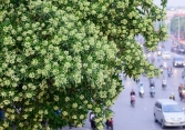 Đề xuất chuyển loạt cây hoa sữa cổ thụ khỏi phố Nguyễn Chí Thanh