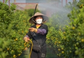 Làng nghề quất cảnh Tứ Liên đang tất bật vào vụ tết