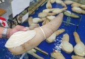 Ốc vòi voi vàng lần đầu về Việt Nam, giá 2,5 triệu đồng/kg