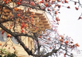 Hà Nội rực rỡ mùa hoa tháng 3