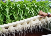 Hành trình hợp pháp hóa rau muống trên đất Mỹ