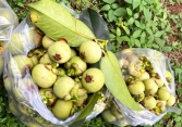 Lợi bất cập hại từ trào lưu làm gỏi với măng cụt xanh