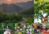 Mận Tam Hoa Bắc Hà vào mùa, chủ vườn thu tiền triệu mỗi ngày 