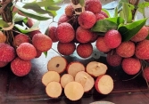 Vải không hạt trồng tại Thanh Hóa được xuất khẩu sang Nhật Bản và Vương quốc Anh