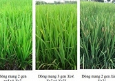 Nghiên cứu chọn tạo giống lúa kháng bệnh bạc lá bằng chỉ thị phân tử (Giai đoạn 2)