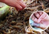 Trung Quốc: Rửa tôm bị đâm vào tay, người đàn ông tử vong vì suy đa tạng sau 3 ngày