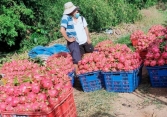 Thực hư thông tin siêu thị Anh ngừng bán thanh long Việt Nam