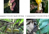 Phát hiện 4 loài Mộc hương mới tại Việt Nam