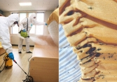 'Đại dịch hút máu' trở lại tấn công Hàn Quốc sau hơn 50 năm, thành phố Seoul khẩn cấp lùng sục hàng loạt kí túc xá, khách sạn