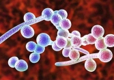 Tỷ lệ Candida gây viêm âm hộ, âm đạo và hiệu quả điều trị của phương pháp kết hợp giữa Lactobacilli với Econazole