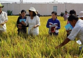 Thiết lập liên kết gen mặn trên cây lúa trong điều kiện biến đổi khí hậu