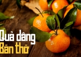 Vì sao mua cam canh, quýt bày bàn thờ nên kèm lá, đặc biệt trong dịp Tết?