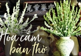 Ý nghĩa đặc biệt của hoa huệ trắng khi cắm trên bàn thờ không phải ai cũng biết