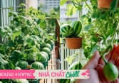 Khu vườn dưa hấu mini trên ban công ''gây bão'' MXH xứ Trung: Có đến 10 giống khác nhau, chủ nhân quanh năm tha hồ thu hoạch