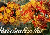 Bật mí cách chọn mua loài hoa cúc được ưa chuộng trên bàn thờ ngày Tết